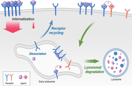 Receptor-ligand interactions for optimized endocytosis in targeted therapies