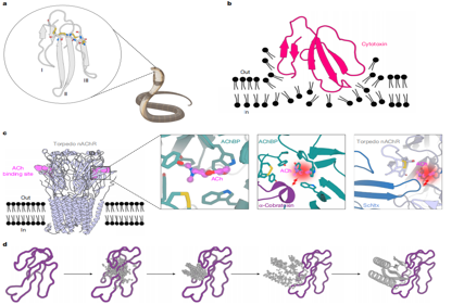 De novo designed proteins neutralize lethal snake venom toxins