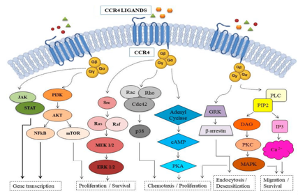 The chemokine receptor CCR4