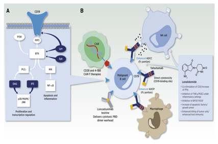 B-lymphocyte marker CD19