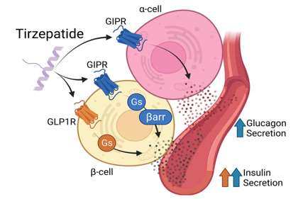 The glucose regulatory receptor GIPR