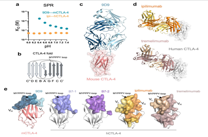 Engineered ipilimumab variants that bind human and mouse CTLA-4