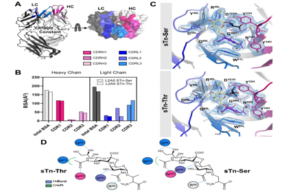 Decoding the Molecular Basis of the Specificity of an Anti-sTn Antibody
