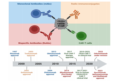 B-lymphocyte antigen CD20