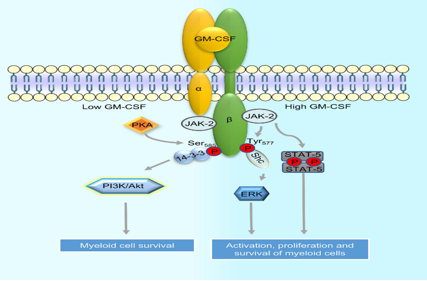 Granulocyte macrophage stimulating factor CSF2
