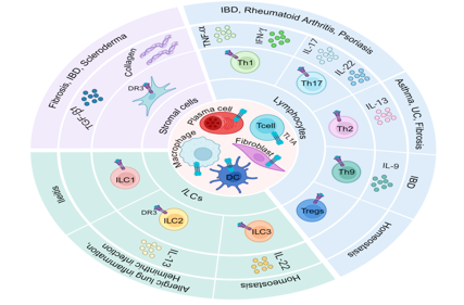 Therapeutic target of inflammatory bowel disease TL1A
