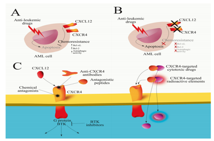 The chemokine receptor CXCR4