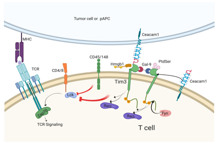 T-cell immunomodulatory factor TIM3
