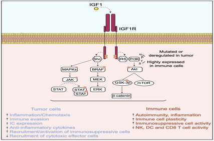 Insulin-like growth factor 1 receptor IGF1R