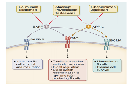 APRIL is a therapeutic target for IgA nephropathy