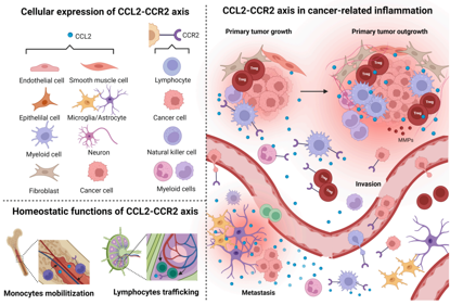 Role of CCR2-CCL2 axis in cancer immunity