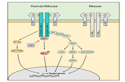 CD123 is a therapeutic target for blood diseases