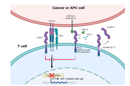 The immune checkpoint LAG-3