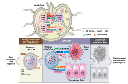 T cell-specific surface glycoprotein CD28