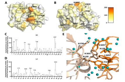 Optimized development of therapeutic anti-oxMIF antibodies based on computer and in vitro tools