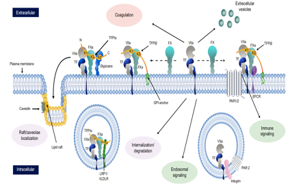 Tissue factor pathway inhibitor TFPI