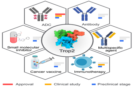 Trophoblast cell surface antigen TROP2