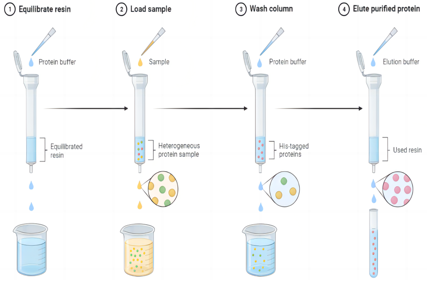Consideration of recombinant expression of His small label fusion protein