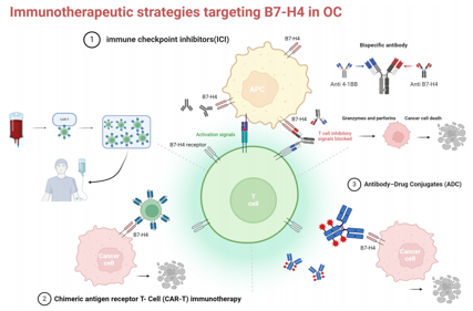 The immunosuppressive molecule B7H4