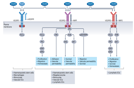 The angiogenin VEGFA
