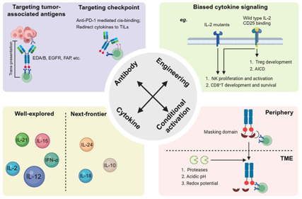 Advancements and challenges in immunocytokines