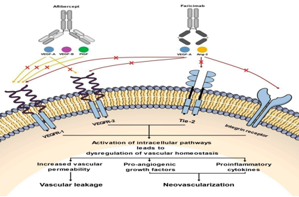 Angiogenesis regulatory target ANGPT2