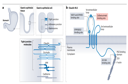 claudin18.2 is a new target for gastric and pancreatic cancer