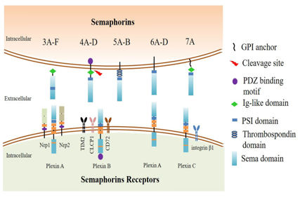The axon guidance factor SEMA4D
