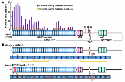 Nuclear regulator of cell fate Notch3