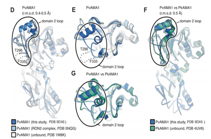 Potent AMA1-specific human monoclonal antibody against Plasmodium vivax