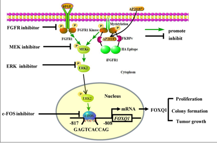 The target of Fibroblast growth factor receptor FGFR1
