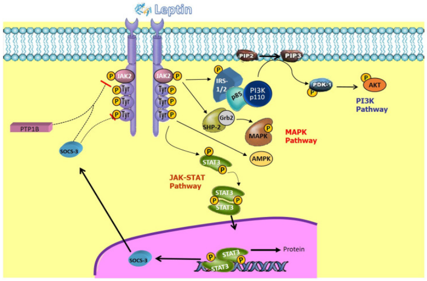 The target of Leptin receptor LEPR