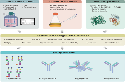 Factors affecting the quality of therapeutic proteins in recombinant Chinese hamster ovary cell culture