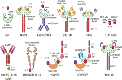Immune stimulation of the cytokine IL-15