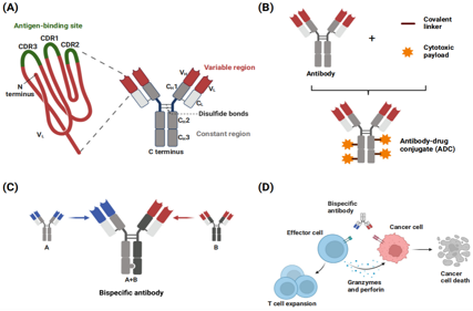 Strategies to boost antibody selectivity in oncology