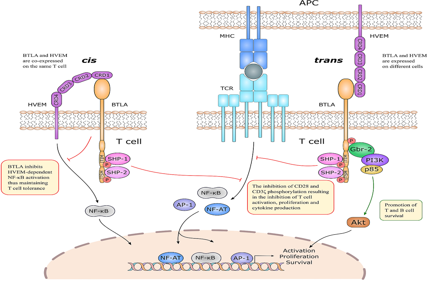 B and T lymphocyte attenuator BTLA