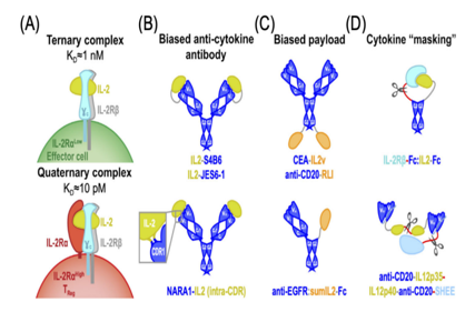 Engineered antibody fusion proteins for targeted disease therapy