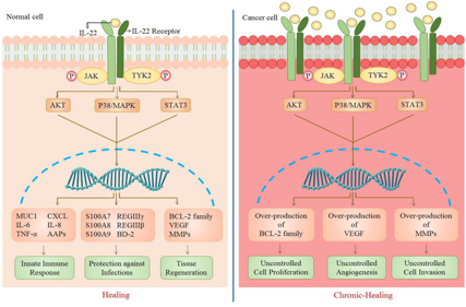 Immunoregulatory factor IL-22