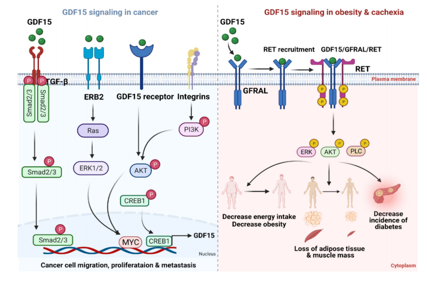 GDF15 is a therapeutic target for obesity