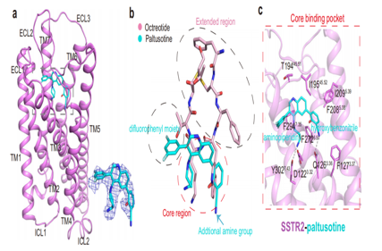 SSTR2 is a therapeutic target for neuroendocrine tumors