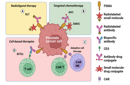 Prostate specific membrane antigen PSMA