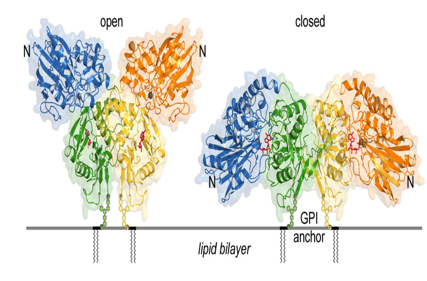 Immunomodulatory adenosine producer CD73
