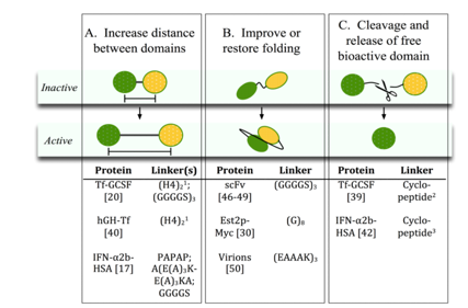 Fusion protein linkers: property, design and functionality