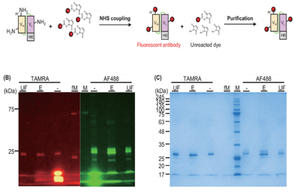 Efficient generation of recombinant anti-HER2 scFv with high yield and purity