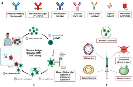 Targeting fibroblast activation protein (FAP): advances in CAR-T cell, antibody, and vaccine in cancer immunotherapy