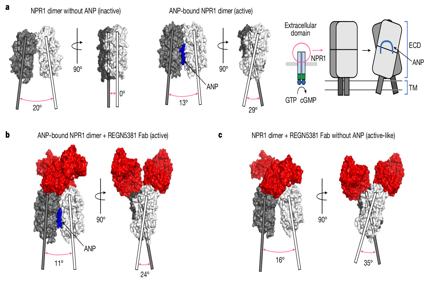 NPR1 is a therapeutic target for heart failure