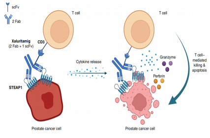 STEAP1 is a therapeutic target for prostate cancer