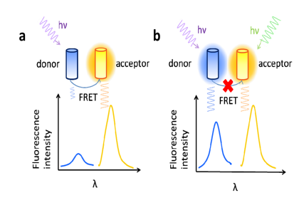 Overview of methods used in the study of protein protein interactions