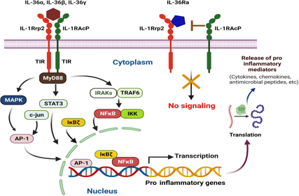 Skin inflammation treatment target IL36R