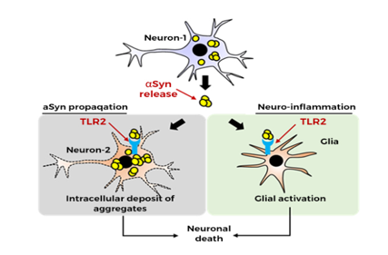 Pathogen sensor TLR2